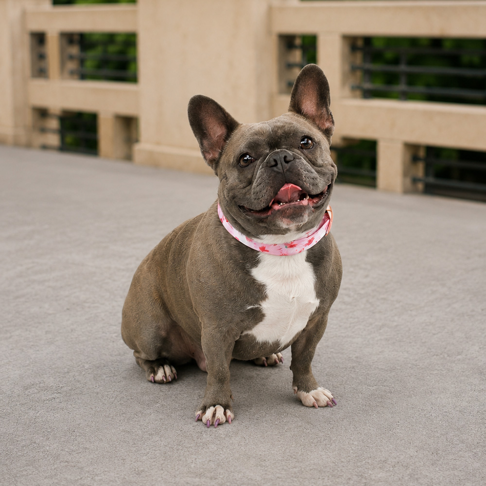 Meet the Team Harley Fisher